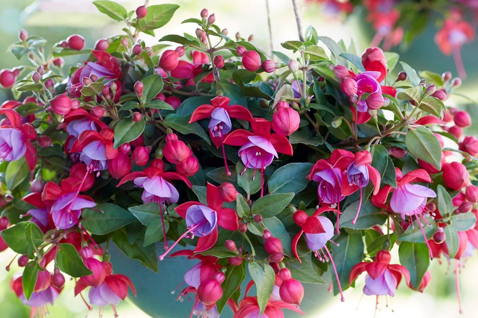 Accelopack Fuchsia Bella Lydia Rose And Violet Plant - 3 Set.