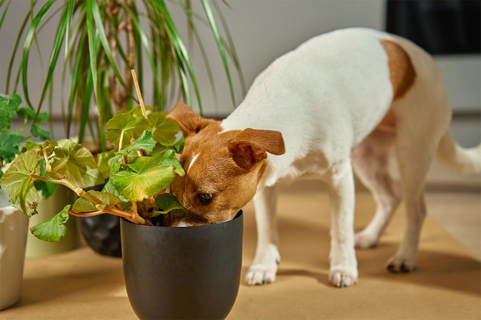 A curious Jack Russell Terrier pet dog sniffing a houseplant.