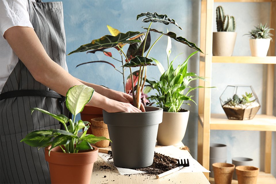 A person shifting the pot of a houseplant.