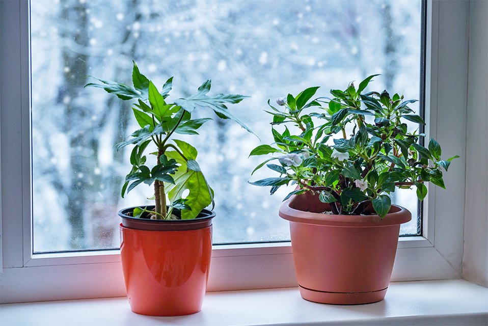 Houseplants on a windowsill during harsh winters.