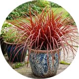Accelopack Uncinia Everflame 40cm Red Ornamental Plant.