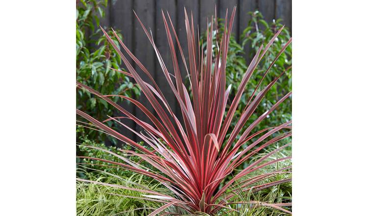Marshalls Garden Cordyline 'Charlie Boy' - 9cm Plant