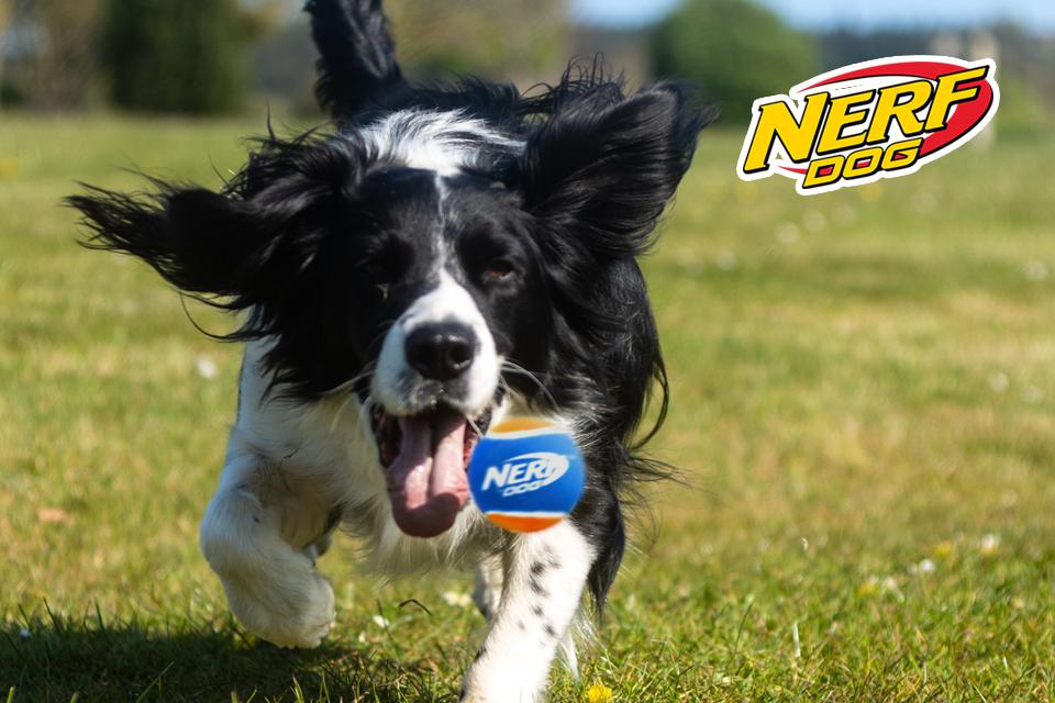 A dog running to catch a Nerf tennis ball.