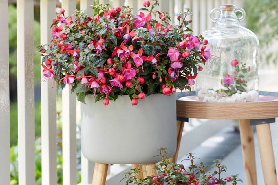 Our plant collection has landed. Hand-selected plants for every space.