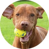2 for £15 on dog toys.