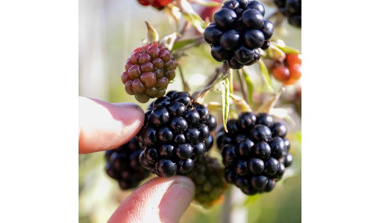 Marshalls Garden Blackberry 'Loch Tay' - 3 x 2 Litre Plants