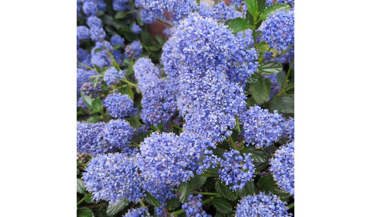 Marshalls Garden Ceanothus 'Blue Mound' -  9cm Plant