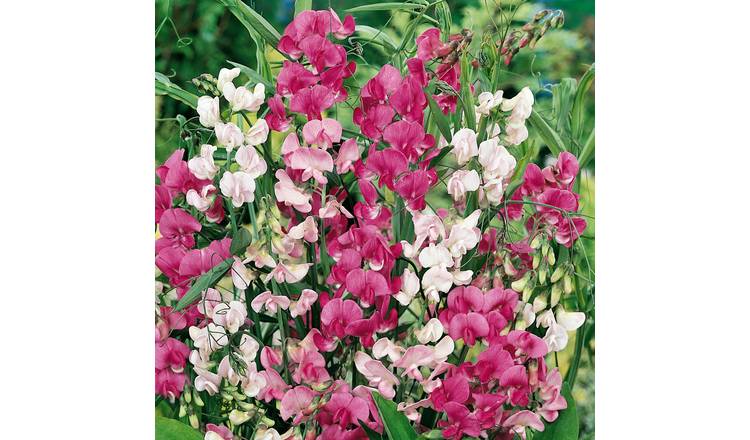 Unwins Sweet Pea Seeds 'Everlasting Mix' - 21 Seeds