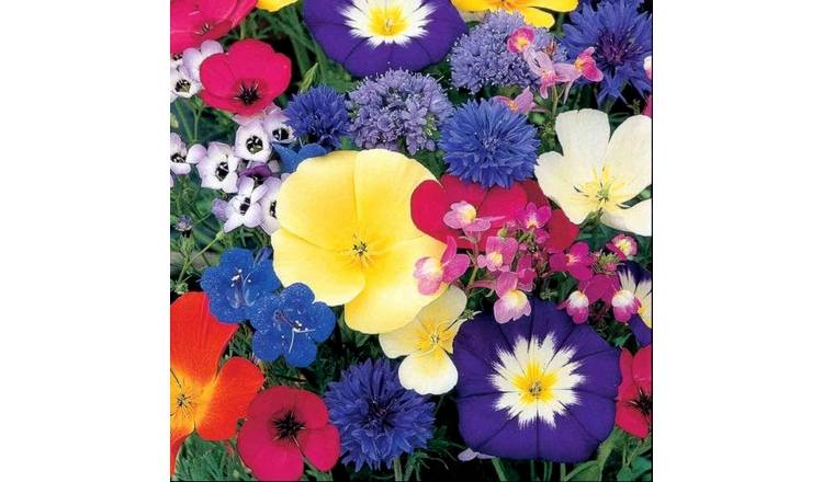 Unwins Annual Flower Seeds 'Dwarf Mix' - 400 Seeds