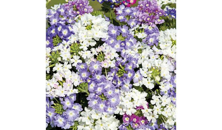 Marshalls Garden Verbena Seeds 'Scentsation Mix' - 45 Seeds