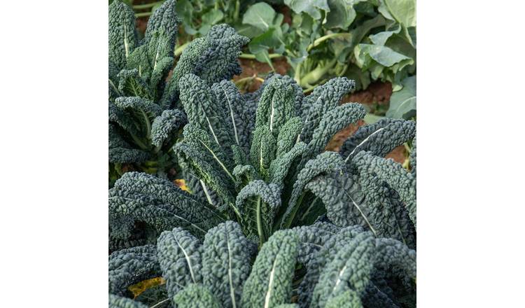 Marshalls Garden Kale Seeds Yurok F1 Cavolo Nero - 20 Seeds