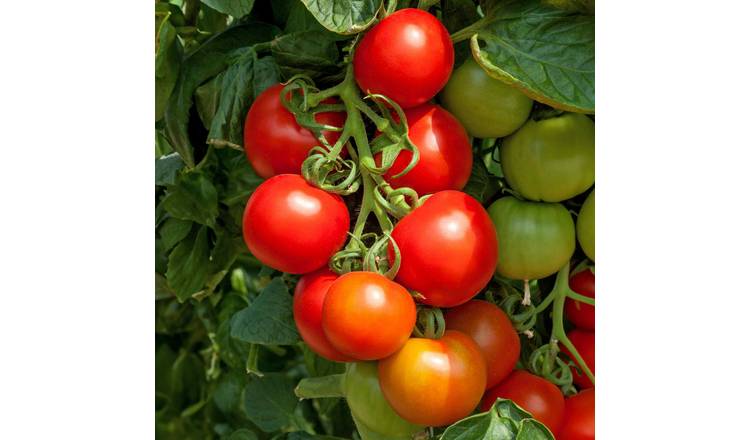 Marshalls Garden Tomato Seeds 'Cocktail Crush' Blight-Resistant Sweet - 10 Seeds
