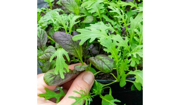 Marshalls Garden Oriental Seeds Mustard Mix Mixed Leaf Mustard Seeds - 500 Seeds