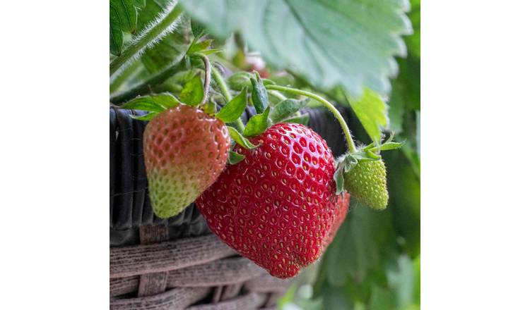 Unwins Strawberry Seeds 'Grandian' F1 - 10 Seeds