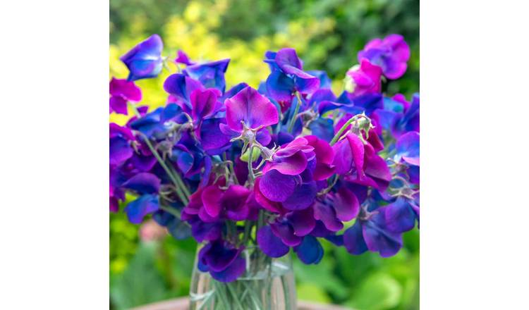 Unwins Sweet Pea Seeds Wings Of Blue Fragrant Lavender-Blue 1g  - 15 Seeds