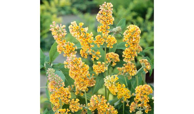 Marshalls Garden Buddleja 'Sungold' - 3 Litre Plant