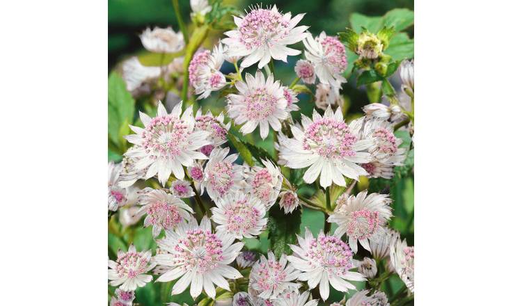 Marshalls Garden Astrantia 'Buckland' - 3 x 9cm Plants
