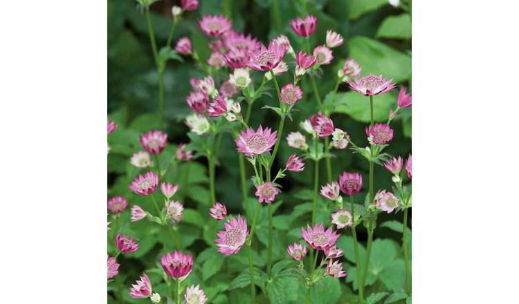 Marshalls Garden Astrantia 'Roma' Deep Pink Pincushion - 3 x 9cm Plants