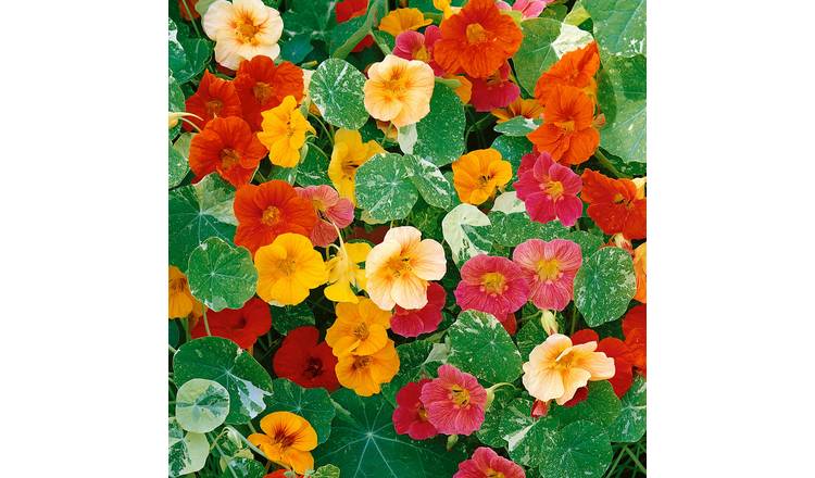 Unwins Nasturtium Seeds 'Alaska Mix' - 30 Seeds