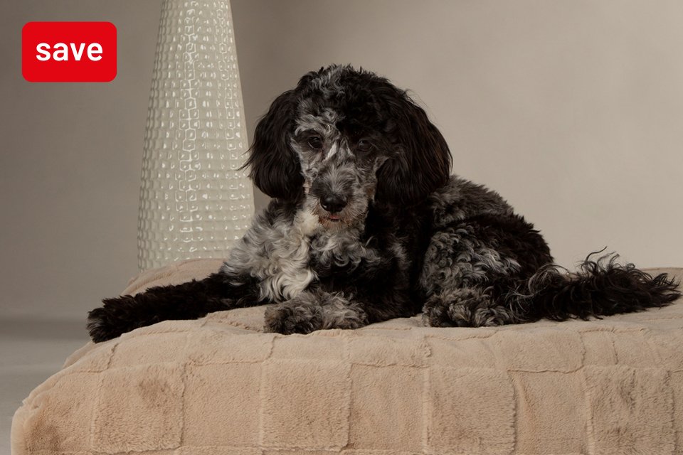 Save up to 25% off on selected petcare. Savings for your furry friends. Shop now.