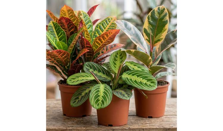 Doorstep Plants Colourful Foliage Multicolour House Plant - Pack of 3