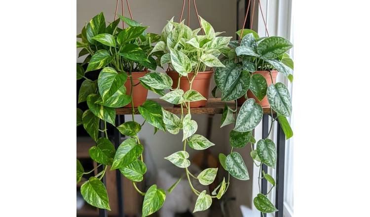 Doorstep Plants Trailing Multicolour House Plant - Pack of 3