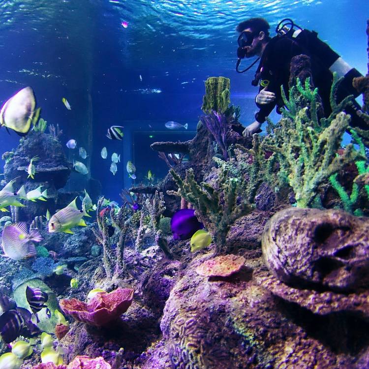 Buyagift Diving With Sharks At Skegness Gift Experience 0