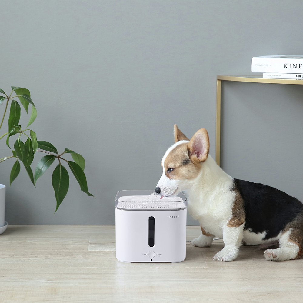 pugs premium sunglasses