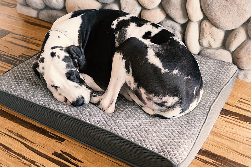 Pet Beds Guide Argos top-dog-beds-2024-cyndie-thomasin