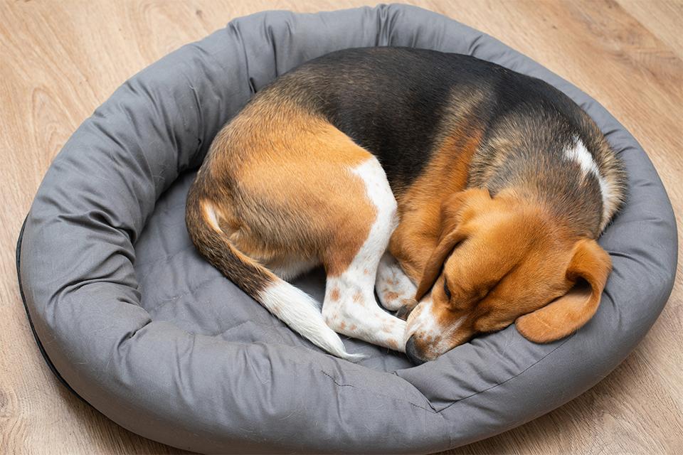 Pet beds guide Argos