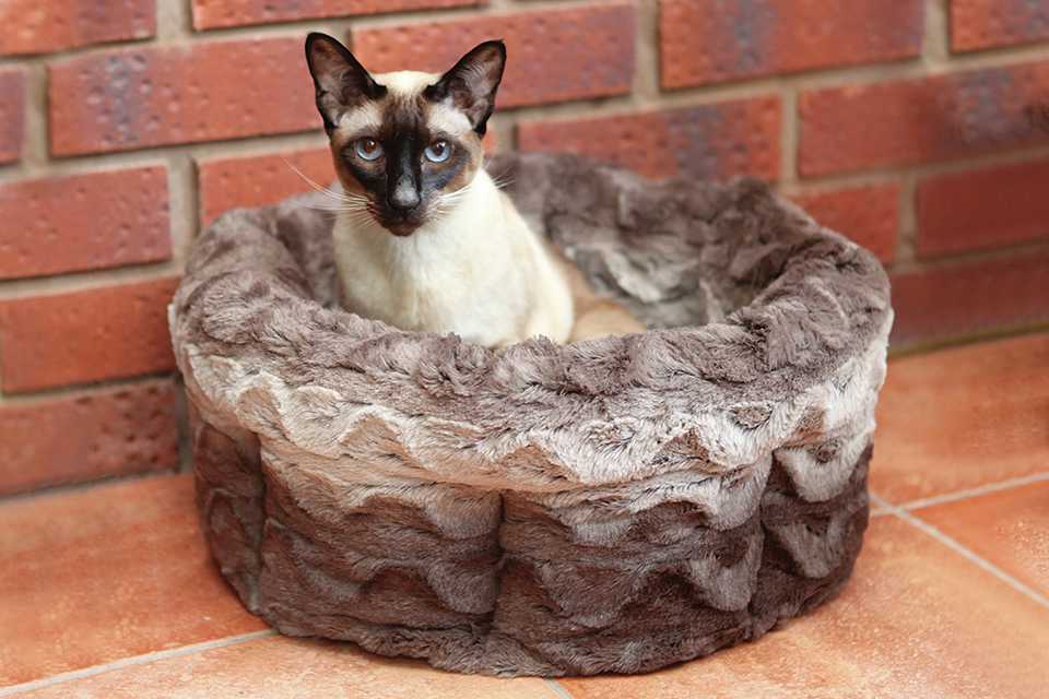 A Siamese cat sat in a small cat bed indoors.