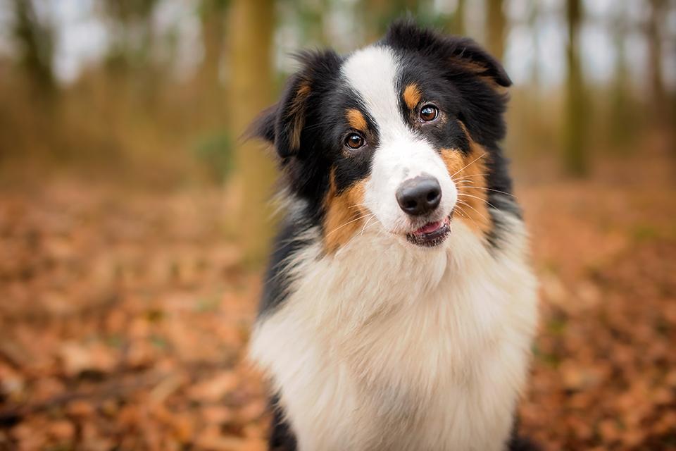 Pet advice and inspiration Argos