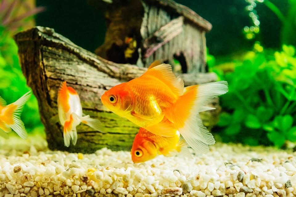 Three orange goldfish swimming about in a fish tank infront of a sunken ship ornament.