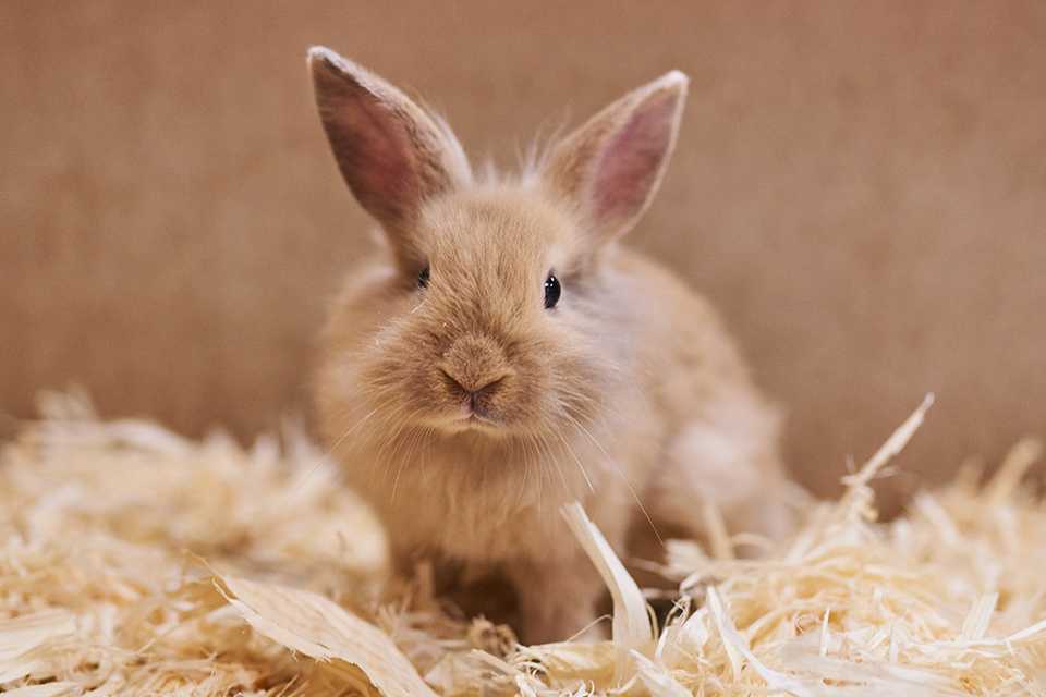 A small, fluffy light brown bunny, sat on hay looking at the camera.
