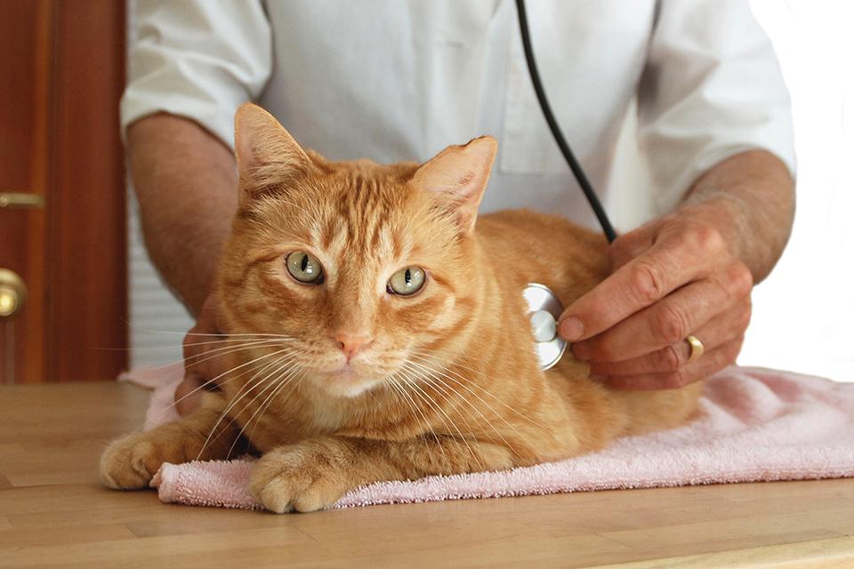 A ginger cat having a check up at the vets.