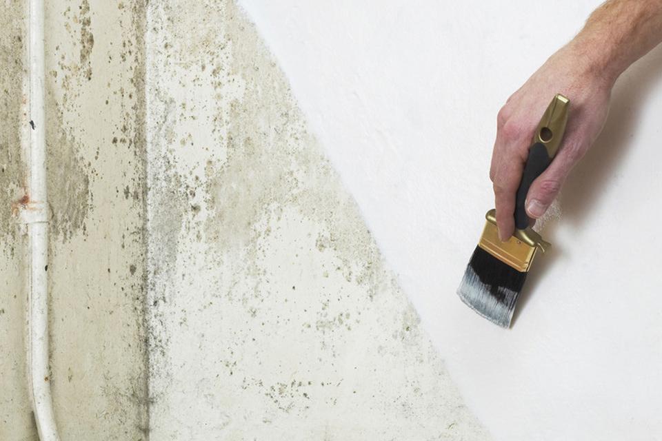 Person painting white damp paint onto a wall.