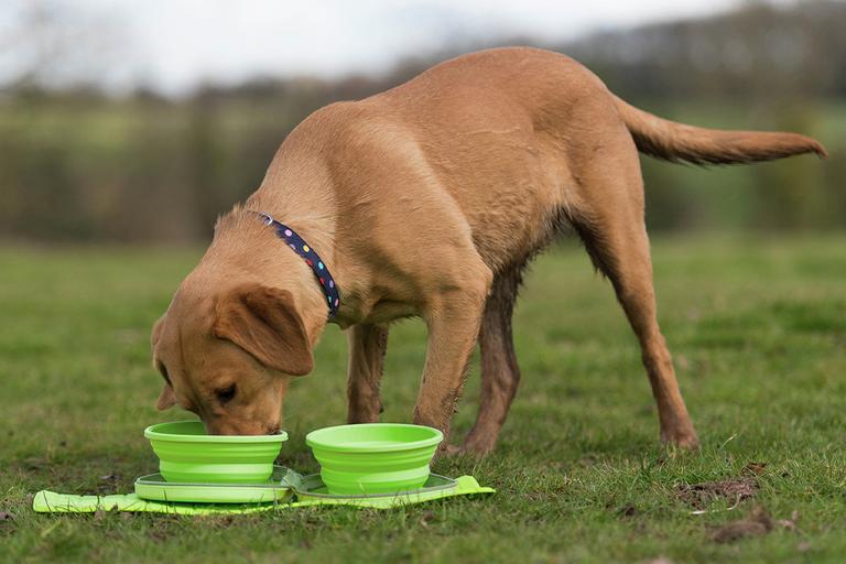 Dog drinking from a green pop-up bowl.