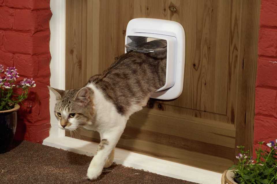 Cat Cat Accessories Kitten Supplies Argos