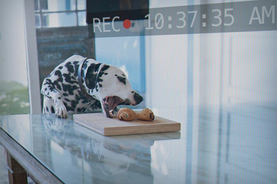 Footage of a dog on home security camera.