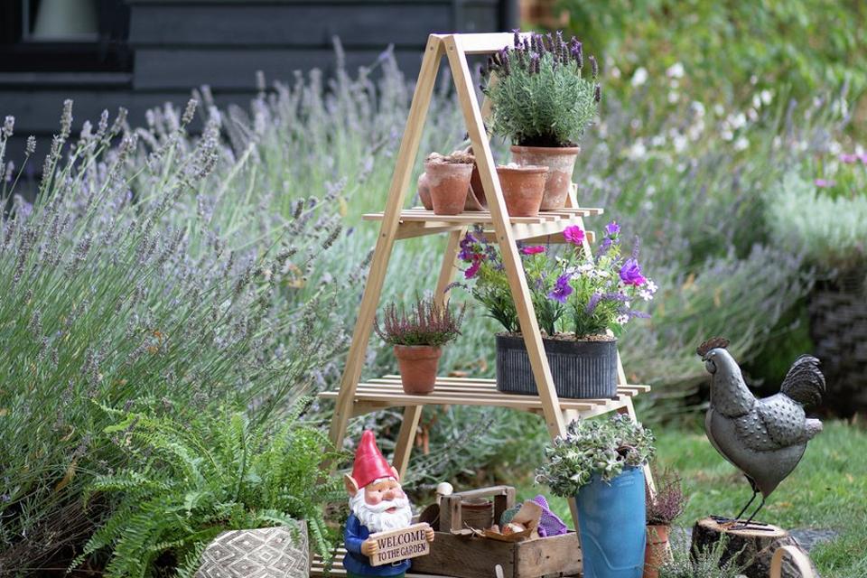 Plants in pots on shelving, in front of a lavender hedge.