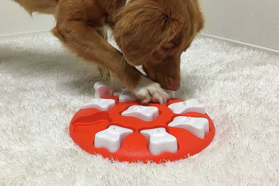 Dog Dog Accessories Puppy Supplies Argos