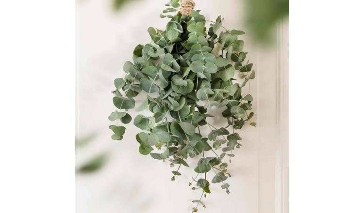 Unwins Houseplant Eucalyptus Seeds 'Baby Blue' - 20 Seeds