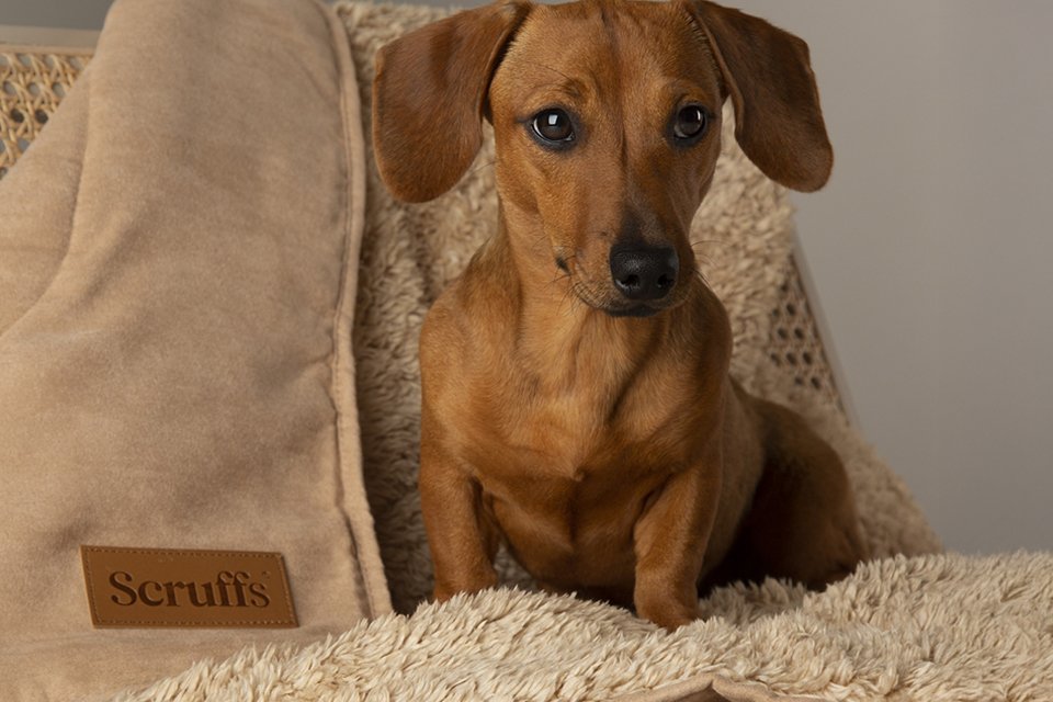 Pitter patter of tiny paws? Everything you need for your puppy.