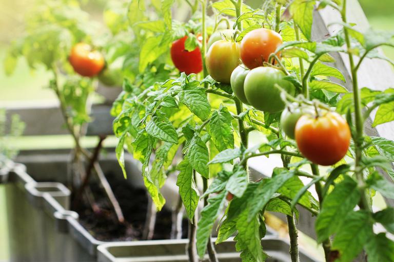 Garden Hand Tools Gardening Tools Argos