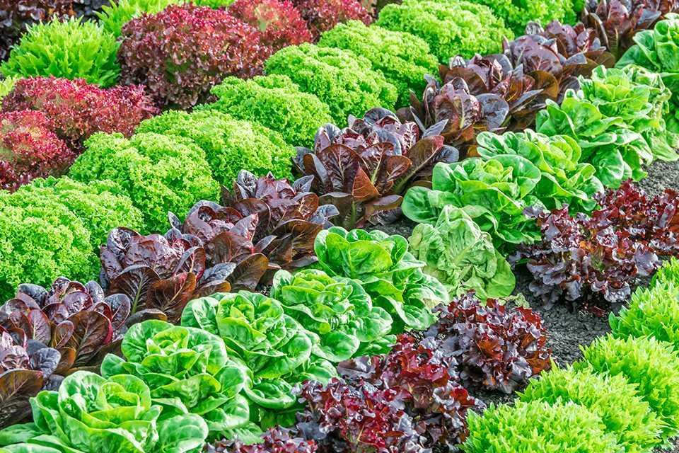 An image of mutilple types of lettuces planted in a row.