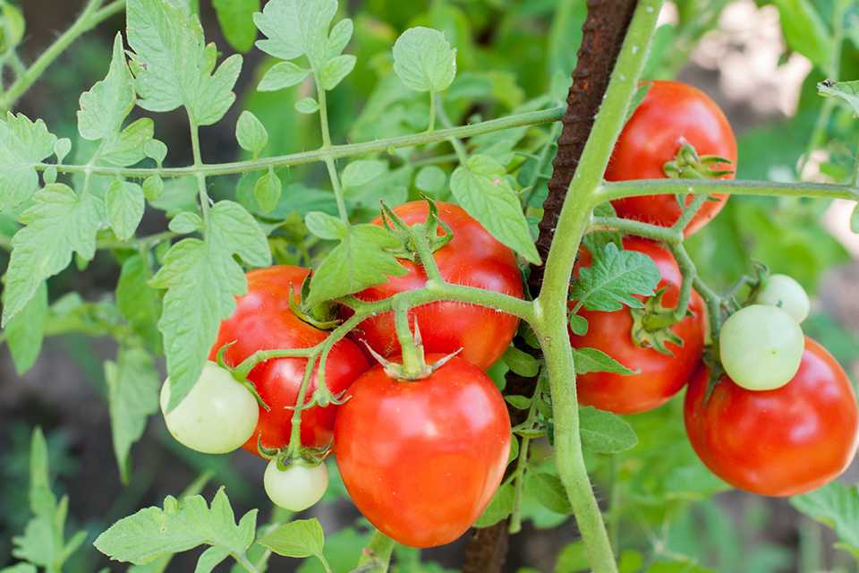 A close up of tomatoes growing on a vine. 