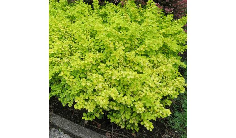 Marshalls Garden Berberis Thunbergii 'Golden Horizon' - 3 x 9cm Plants