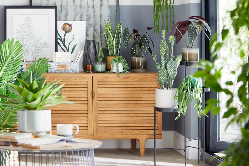 Image of a wooden sideboard with a variety of green plants on top.