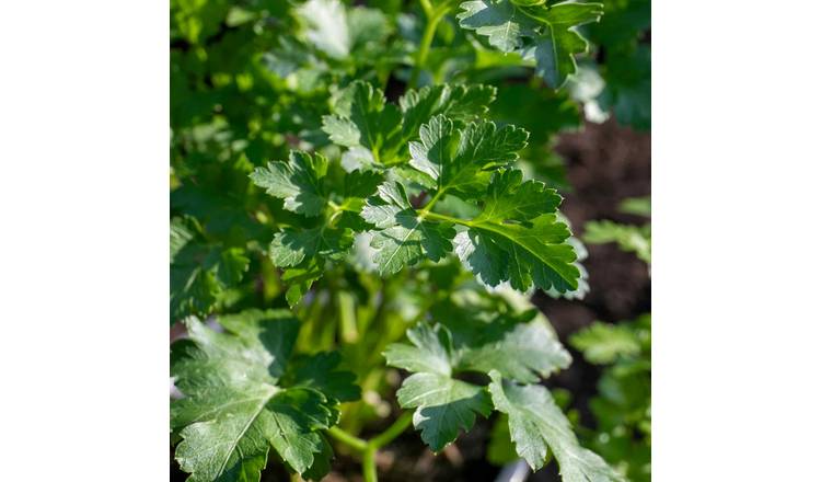Marshalls Garden Parsley 'Italian Flat Leaf' - 1 Litre Plant