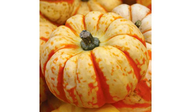 Marshalls Garden Pumpkin Seeds 'Sweet Lightning' -  8 Seeds